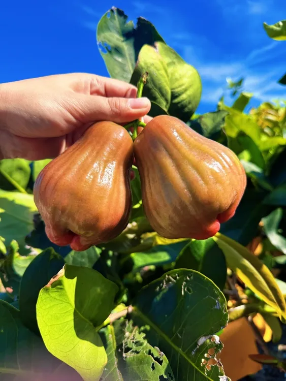 黑糖芭比莲雾新鲜采摘多汁饱满莲雾当季水果
