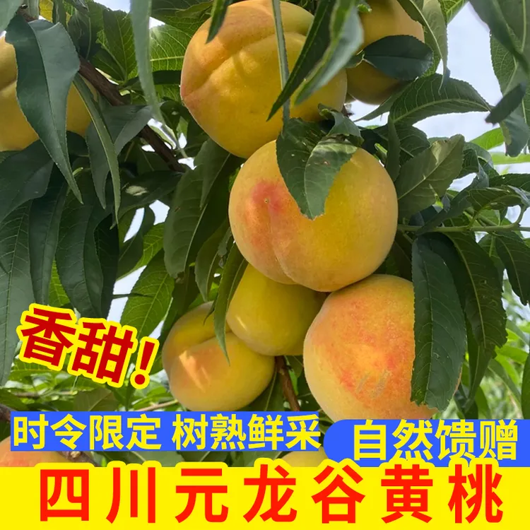 四川元龙谷【锦绣黄桃】脆甜多汁自然成熟爆汁如蜜香甜浓郁现摘现发