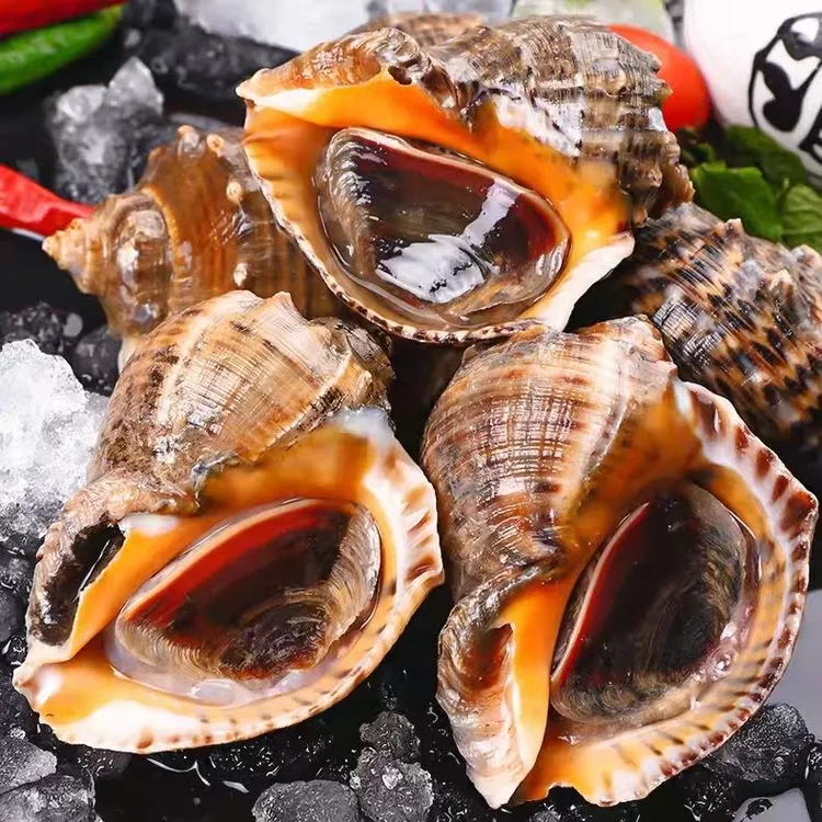 海鲜鲜活特大海螺大个海螺一整箱当天捕捞生鲜贝类水产无泥沙3斤