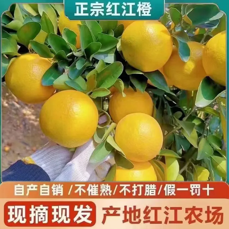 正宗红江橙廉江红橙红江农场现摘现发当季新鲜手剥水果10斤礼盒装