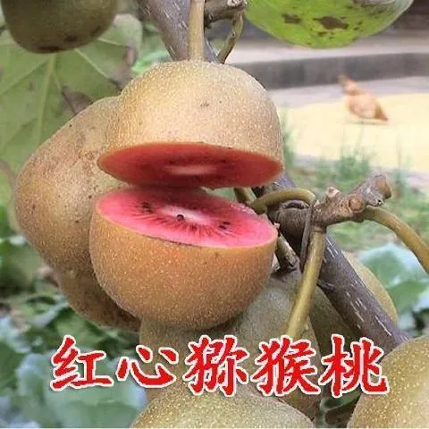 水果各种植红心软枣猕猴桃绿化柠檬猕猴桃树苗果树苗人参苗苍溪