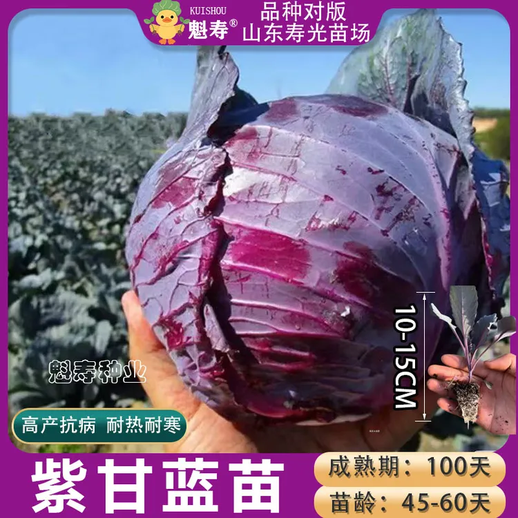 紫甘蓝苗高产耐寒蔬菜苗紫色包菜苗种子卷心基地直发阳台庭院种植