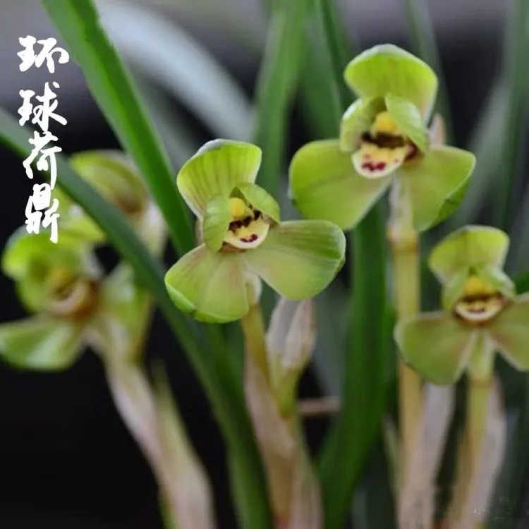老种兰花 环球荷鼎 矮种春兰正格荷瓣 浓香型高档室内盆栽 花卉
