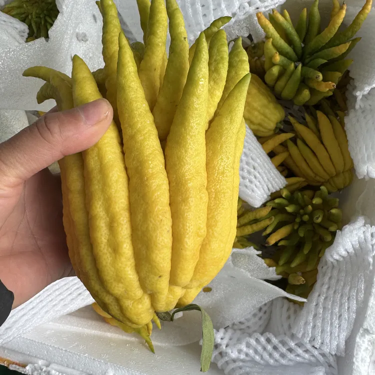 佛手石斛红枣炒米茶铁锅手工炒作