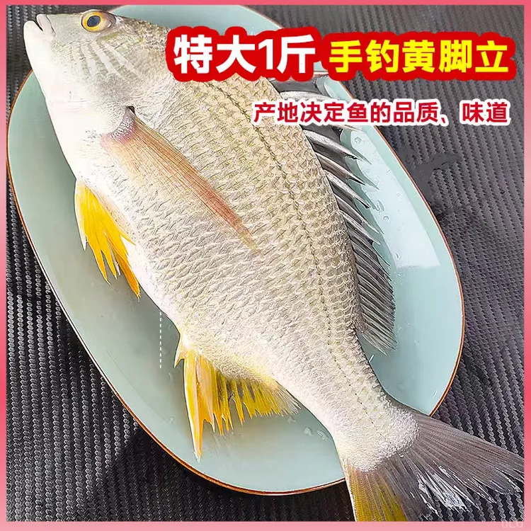 【一条一斤装】超大活冻黄翅鱼东山岛海捕黄脚立黄鳍鲷黄赤翅黄鲷鱼