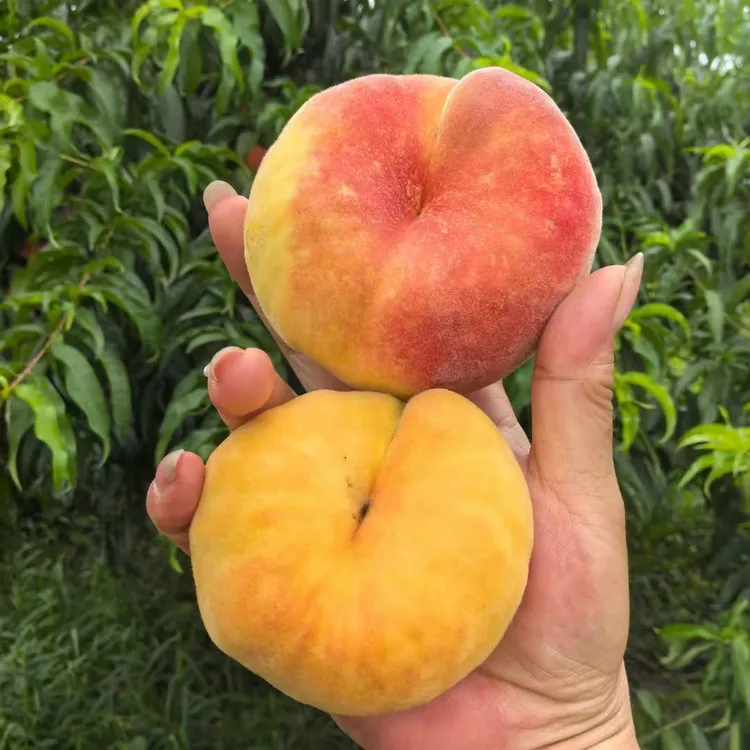 彩虹毛蟠桃核小肉厚香甜可口应季露天鲜果现摘现发/包邮