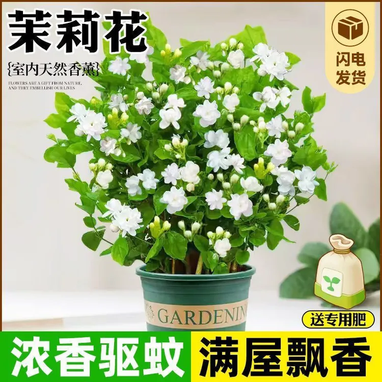 广西横州香水茉莉花苗10-13株浓香原盆苿莉花盆景盆栽花卉绿植