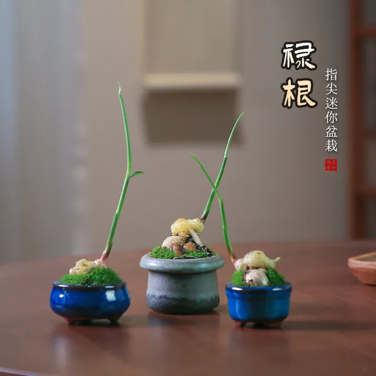禄根盆栽好养办公室桌面耐阴生姜植物不当生姜灵苗迷你绿植苗种