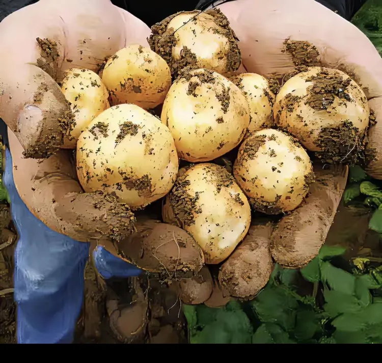 【现挖现发】贵州小土豆黄皮黄心洋芋高山马铃薯5斤