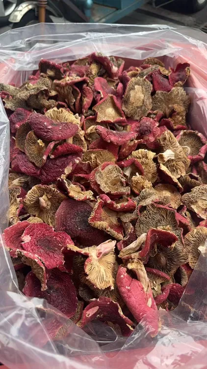 2025云南蓝底红面菇红菇新鲜出炉煲汤月子餐野生红菇500g起