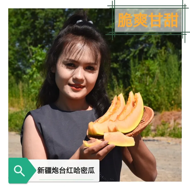 新疆121团炮台镇哈密瓜新疆直发顺丰快递新鲜现采现发解渴水果