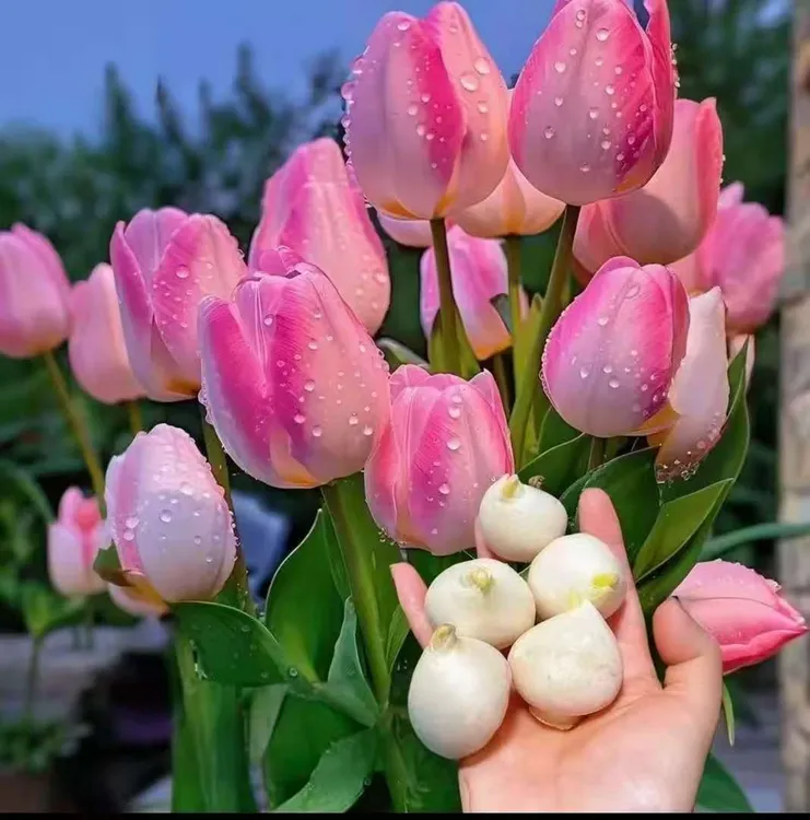 郁金香大种球荷兰进口水培花卉植物室内盆栽四季开花好养活
