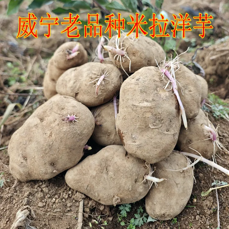 贵州土豆威宁洋芋老品种黄心土豆米拉洋芋发芽土豆发芽洋芋马铃薯