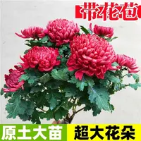 菊花盆栽四季荷兰菊开花卉庭院植物室内花卉绿植乒乓菊带花苞花