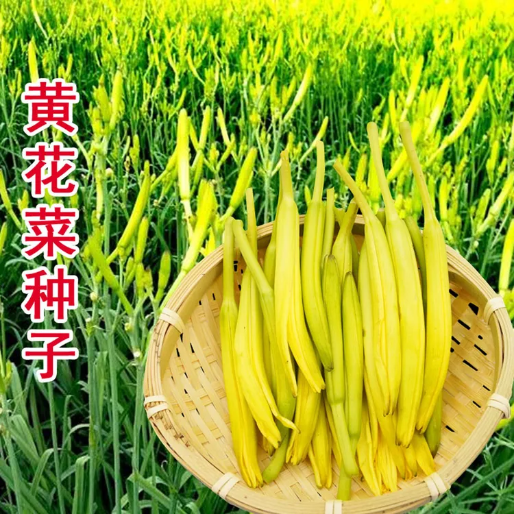 黄花菜种子种籽菜金针菜菜籽蔬菜种苗孑籽种根四季种植菜种食用苗