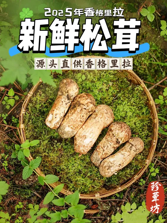 云南新鲜松茸精品5-7顺丰包邮