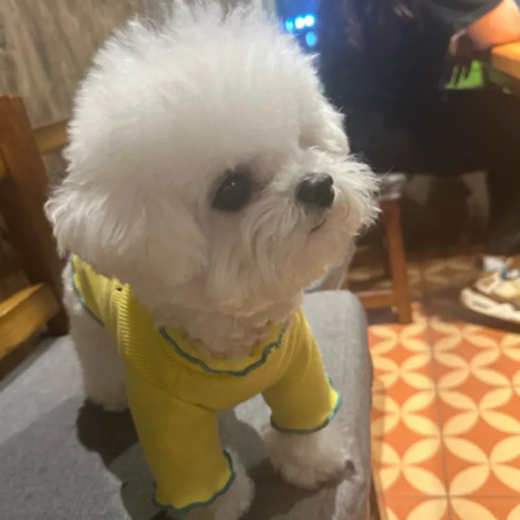 糖宝萌宠-直播链接