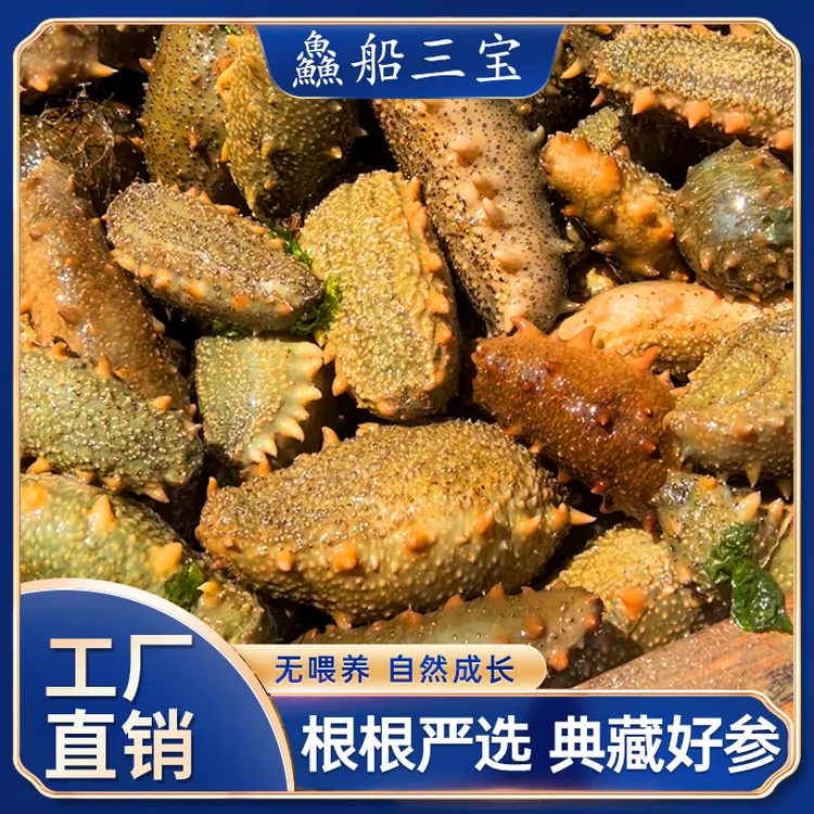 【渔三宝】鲜活海参20斤装 烟台直发 顺丰到家