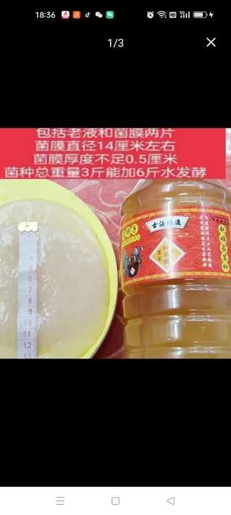 红茶菌醋娥子2片菌膜含液一共发3斤