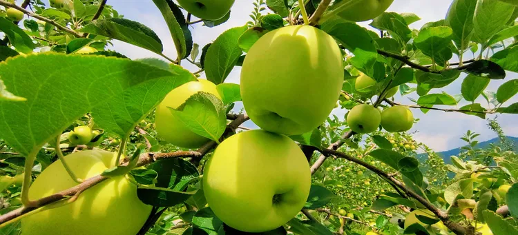 香蕉新鲜小苹果纯甜无酸