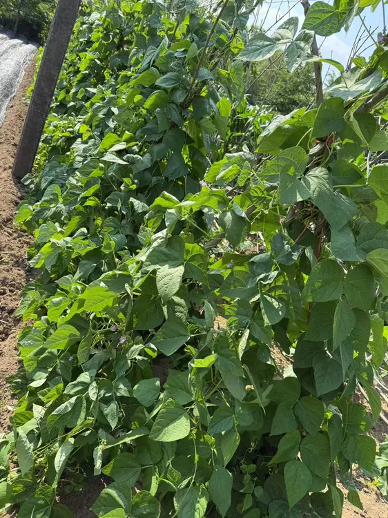 东北老品种好吃豆角，小时候的味道