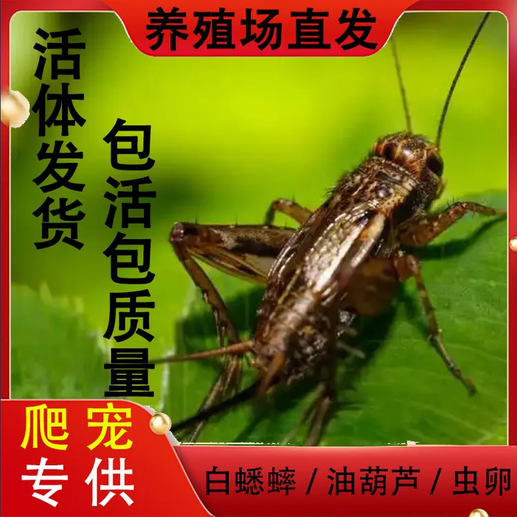 一灯专属油葫芦白蟋蟀黑蟋蟀活体饲料蟑螂爬宠养蜂画眉鸟守宫蜥蜴