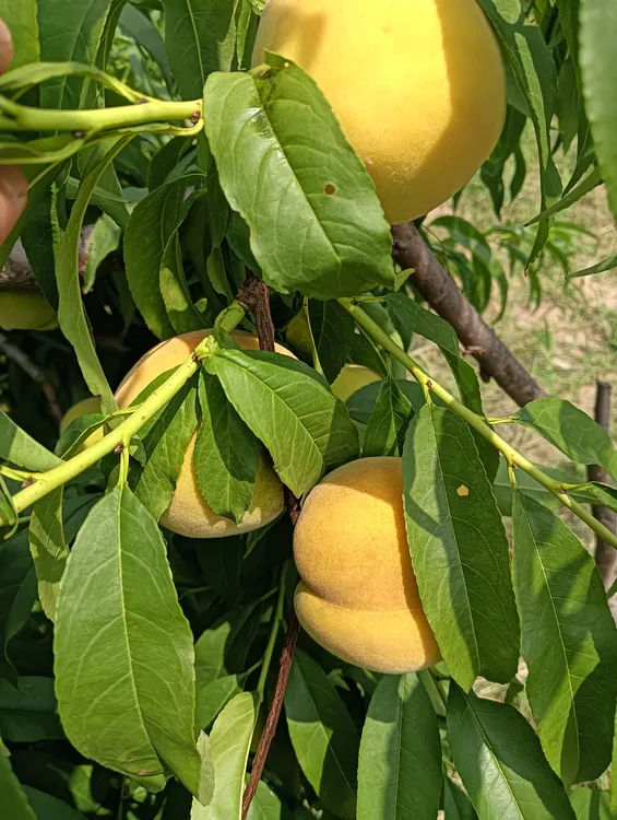 天津本地新鲜应季黄桃  做罐头专用