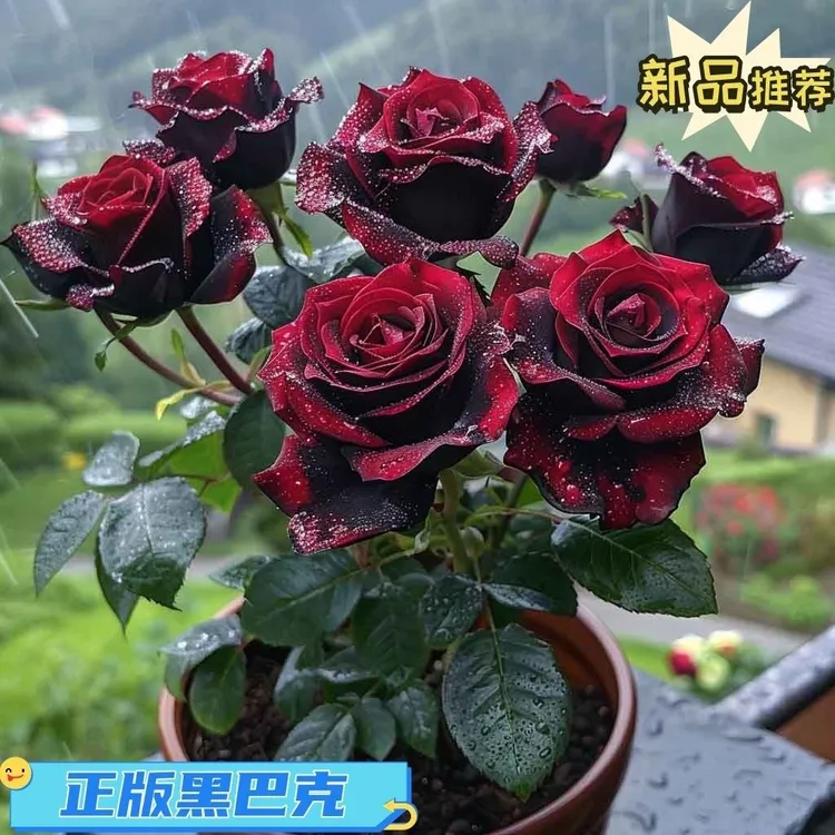 【正版黑巴克】玫瑰花苗 浓香大花四季可开 盆栽庭院月季玫瑰老桩