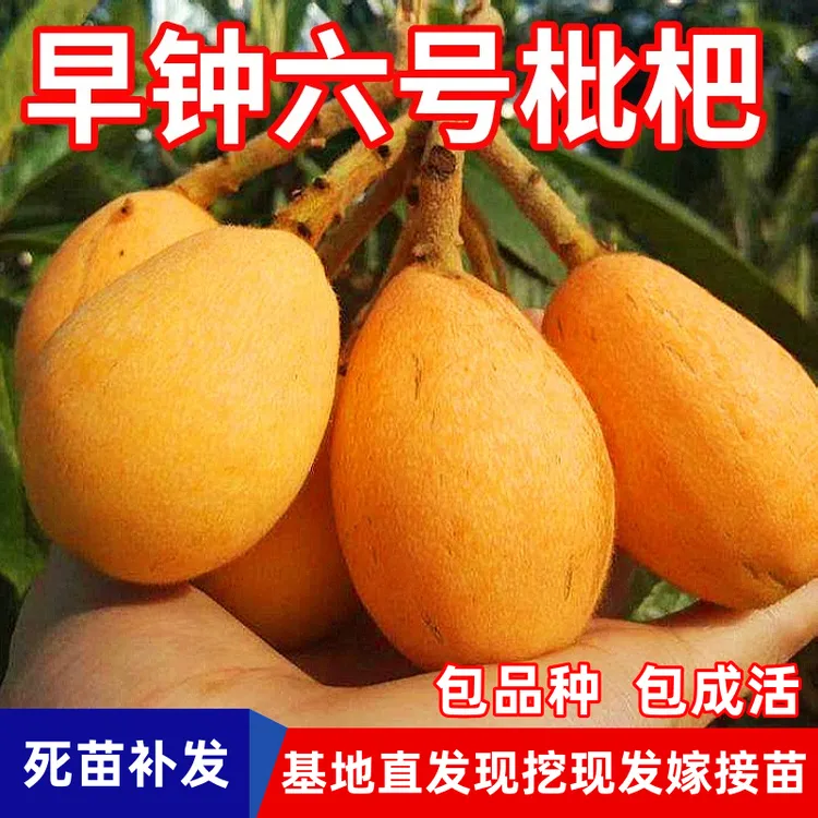 早钟六号枇杷树苗南北方种植地栽盆栽活苗嫁接无核枇杷苗当年结果