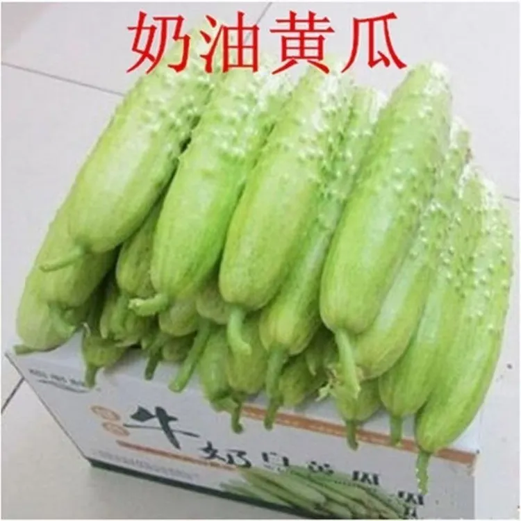 奶油白黄瓜种子水果黄瓜种子2-10月份可种植黄瓜种子农家自种黄瓜