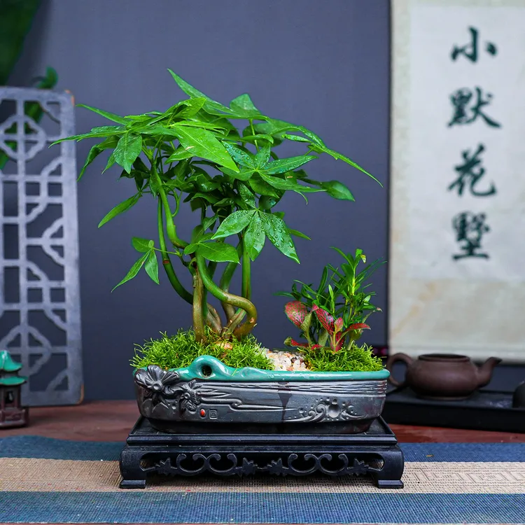 奇趣发财树室内桌面小发财树盆栽盆景常青净化空气绿植懒人好养活