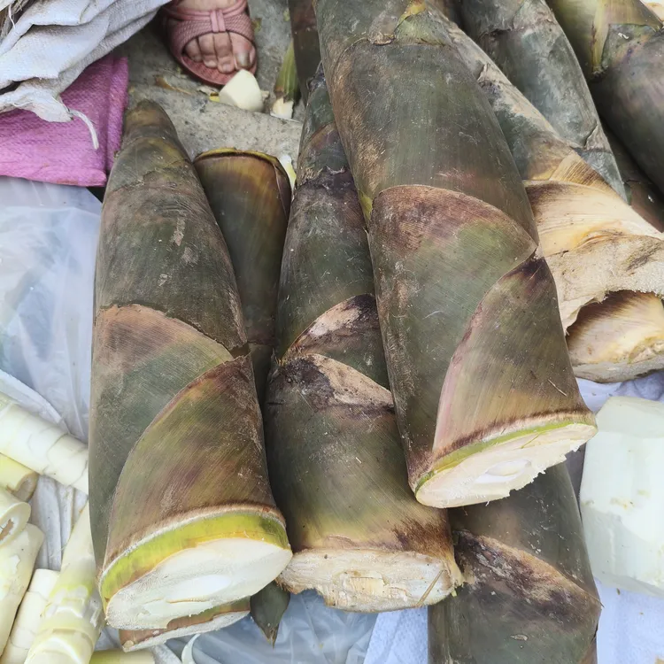 广西高山新鲜现挖刺竹笋当季鲜笋 泡酸笋也可炒菜