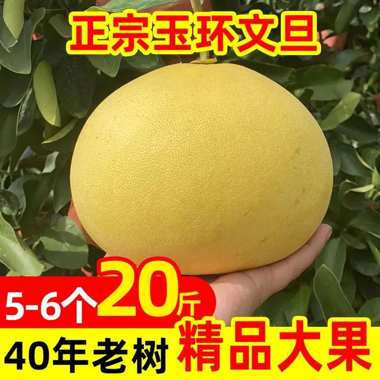 正宗玉环文旦柚40年老树产地直发当季新鲜水嫩多汁孕妇水果