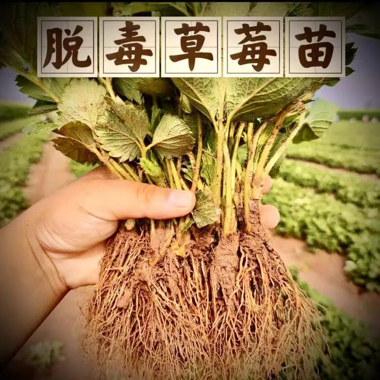 奶油草莓苗盆栽地栽当年结果可阳台室内外四季草莓多年生种植