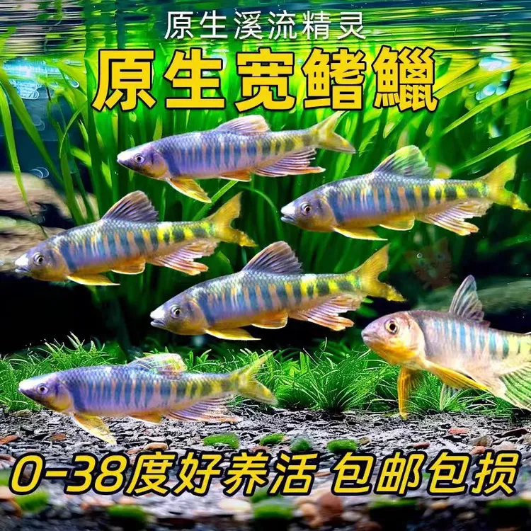 新疆发货长鳍鱲宽鳍鱲原生溪流观赏鱼群游好养耐活冷水鱼