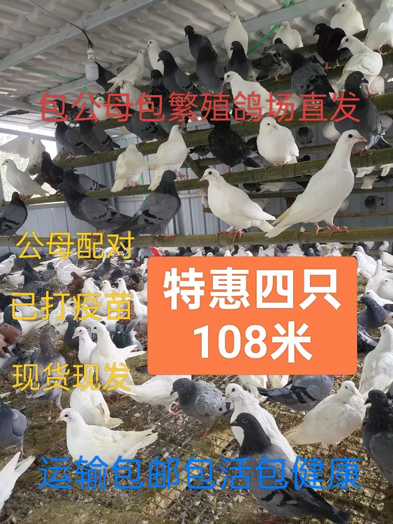 鸽子特价四只便宜落地王一对包公母黑卡奴青年种鸽白羽王灰色一公