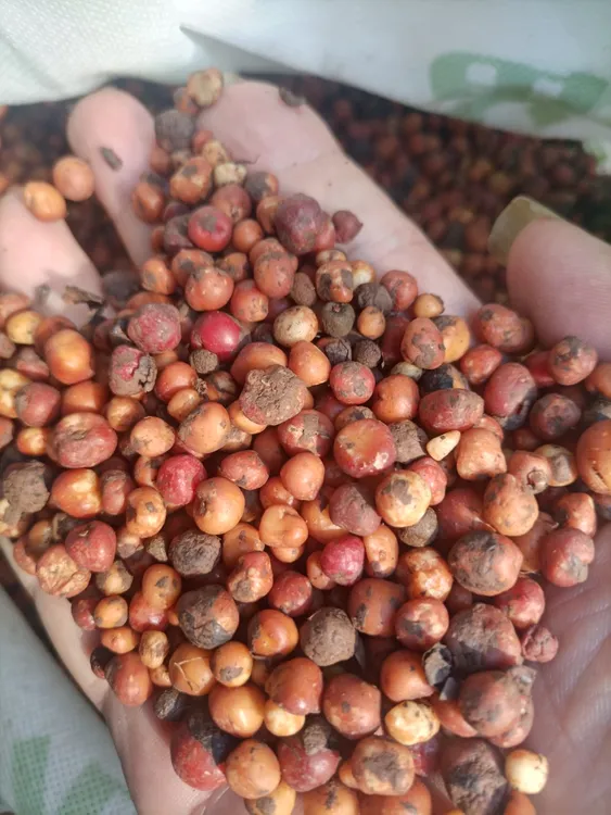500克新鲜地下明珠落地珍珠一粒金丹陈伤了茅膏菜根野生