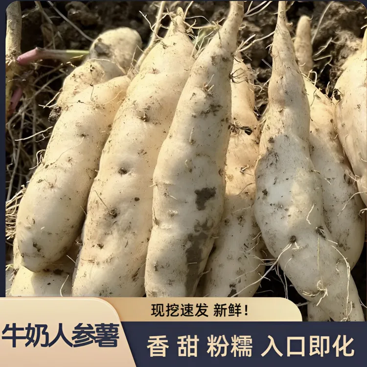 【五斤包邮】新鲜白皮人参薯白心板栗薯辅食粗粮菜地瓜红薯坏果包赔
