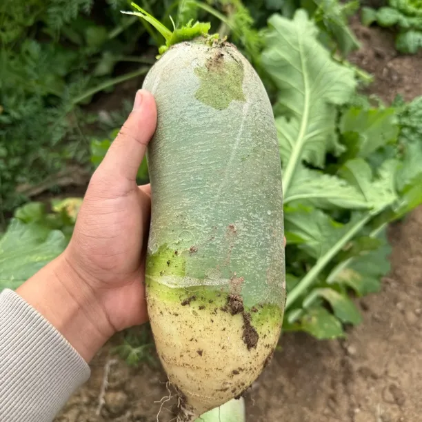 农家肥种植不打药老品种大青萝卜5斤