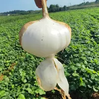 湘西农家地萝卜凉薯
