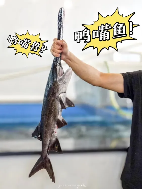 吊水鸭嘴鱼，鸭嘴鲟4.5斤-5斤2条（顺丰保鲜不保活）