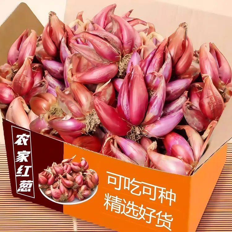 四川红葱头正宗农家四季小葱盆栽香葱火葱种子熬油植食用特价包邮