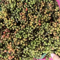 贵州新鲜青红花椒现摘现发
