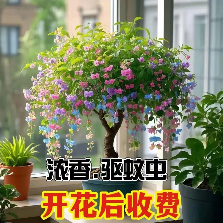 【新店优惠】驱蚊虫金丝吊蝴蝶花卉绿植盆栽室内外阳台?