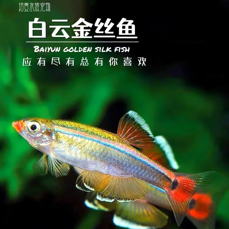 白云红金丝观赏鱼淡水养殖精品小鱼缸宠物鱼苗