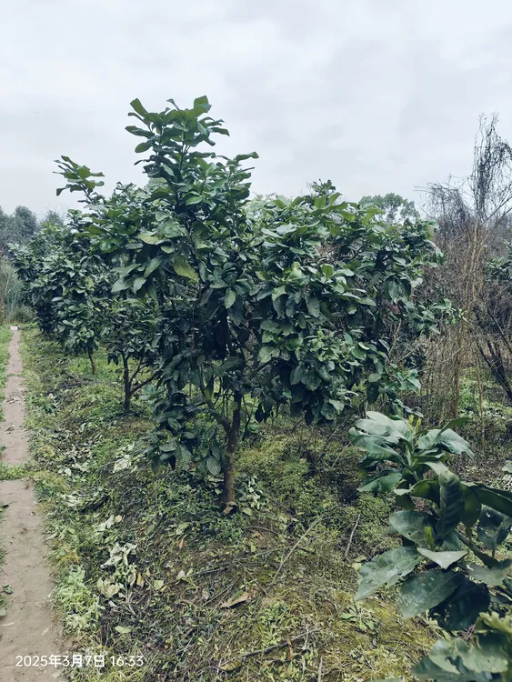 柚子树庭院绿化香柚树耐寒植物别墅园林行道树