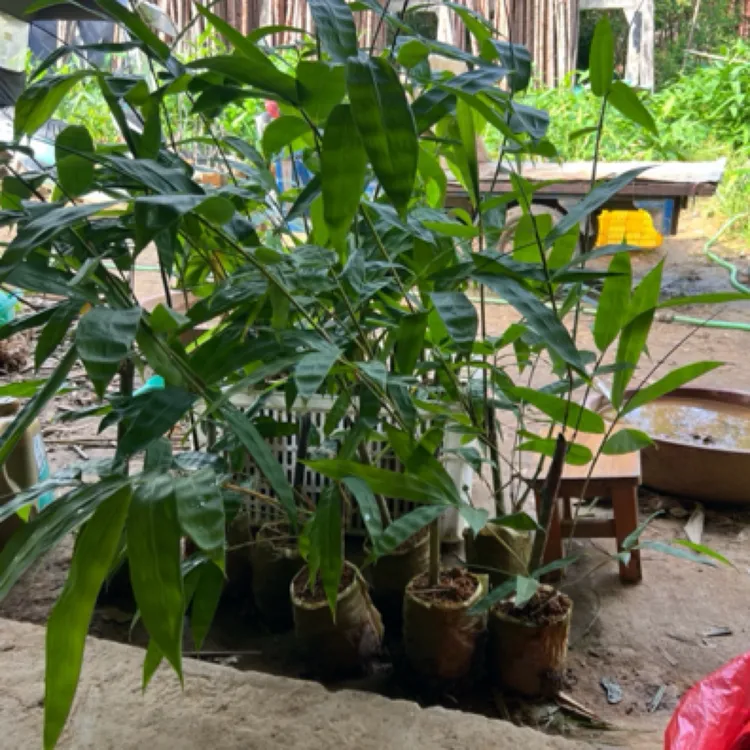 广西大叶麻竹杯苗，叶子包粽香甜可口，笋甜脆爽口