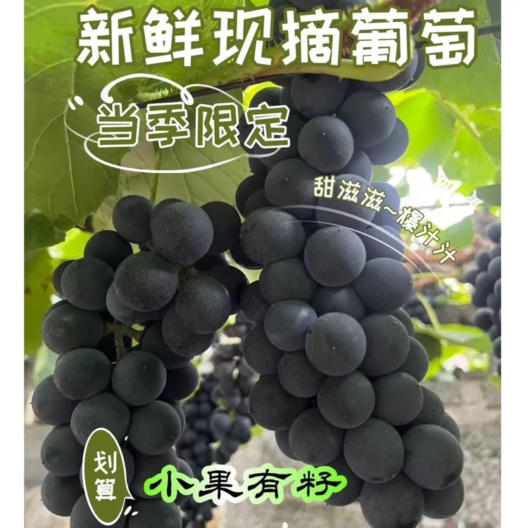 凤凰高山野生刺葡萄新鲜现摘现发可酿酒时令水果含丰富的花青素