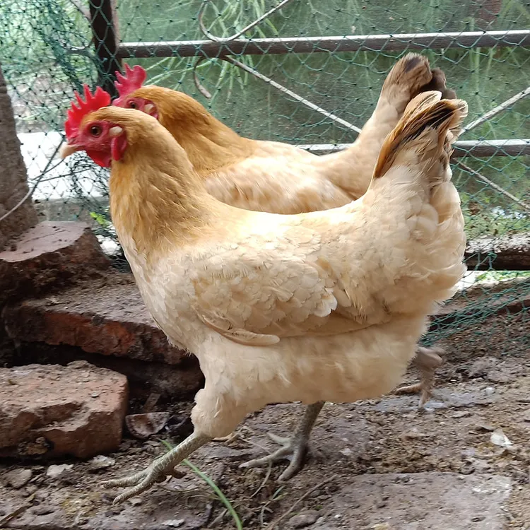  农家散养2年老母鸡 土鸡 草鸡  笨鸡 新鲜现杀鸡肉