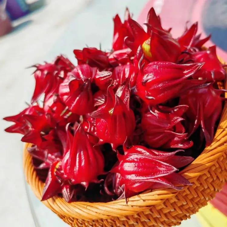 2025新鲜洛神花现摘玫瑰茄红桃K可泡酒花茶果脯蜜饯酵素原料 